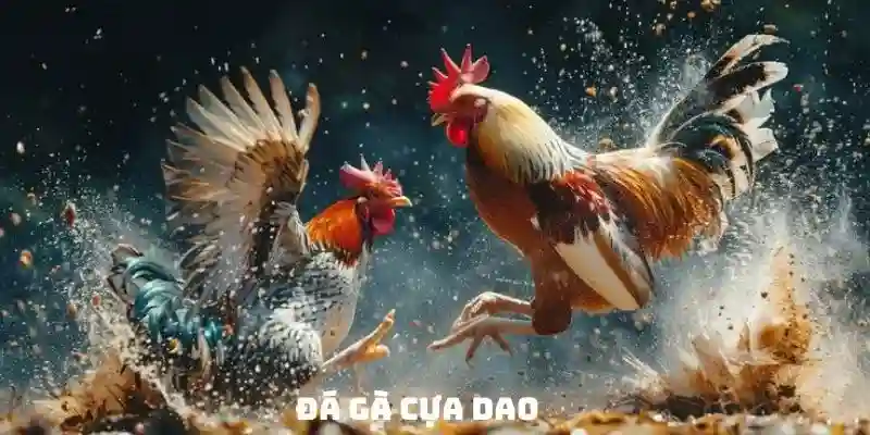 Đá gà cựa dao - Môn chơi đầy kịch tính